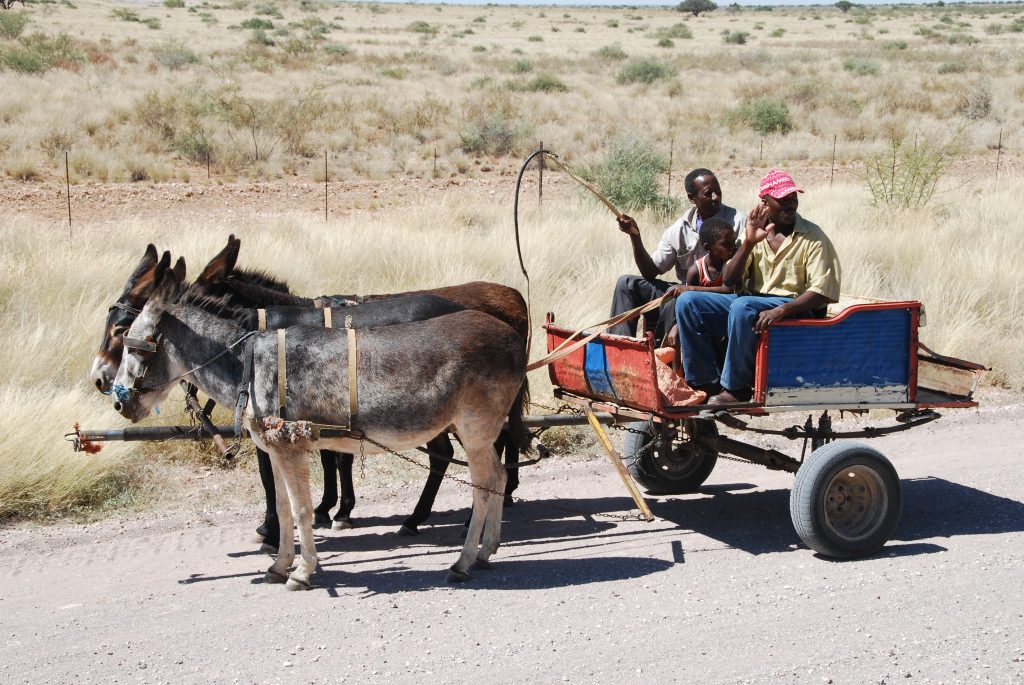 Carroça ainda é meio de transporte comum no campo