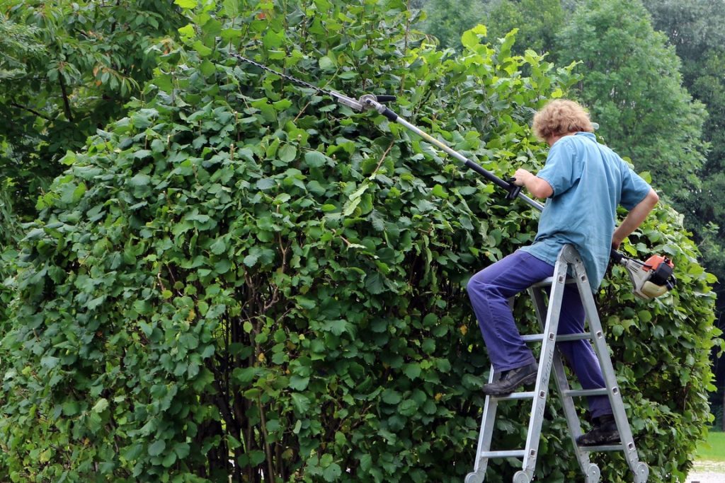 Técnicas de despontar auxiliam no desenvolvimento das plantas