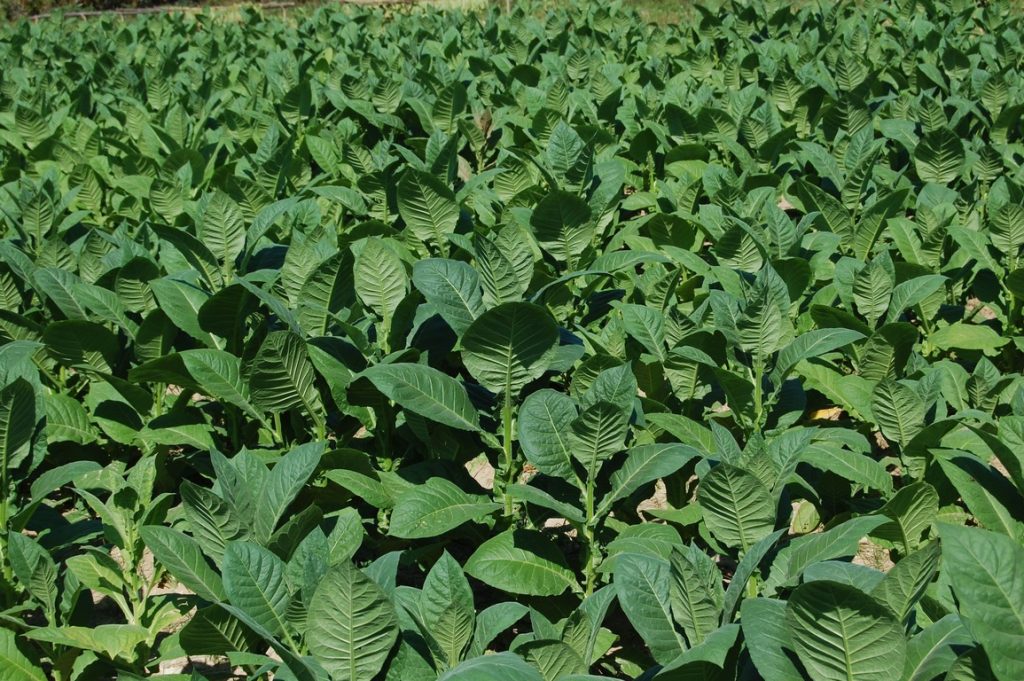 Tabaco é amplamente explorado na agricultura familiar