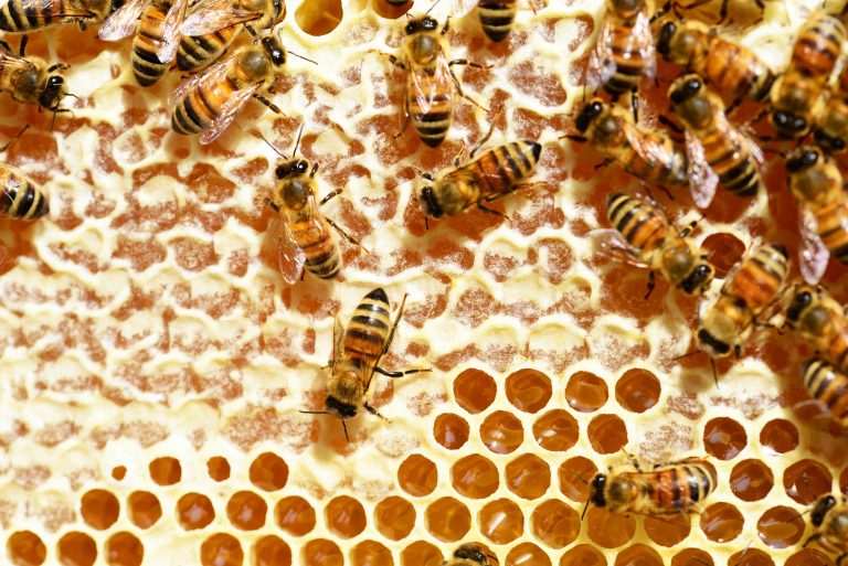 Favo é estrutura construída e utilizada pelas abelhas dentro das colmeias