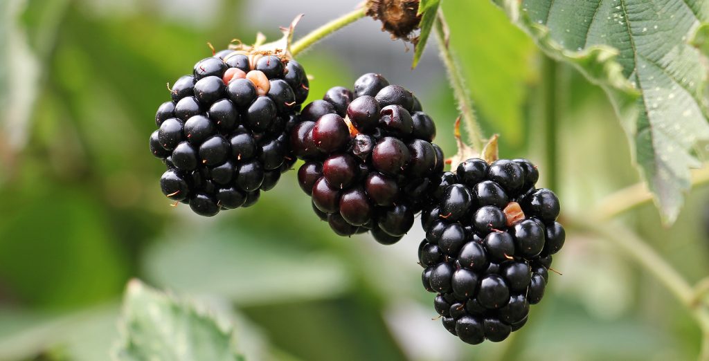 Amora preta pode ser consumida in-natura ou em doces