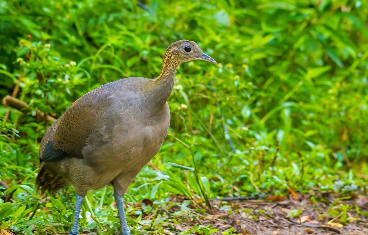 Macuco é uma ave brasileira ameaçada de extinção