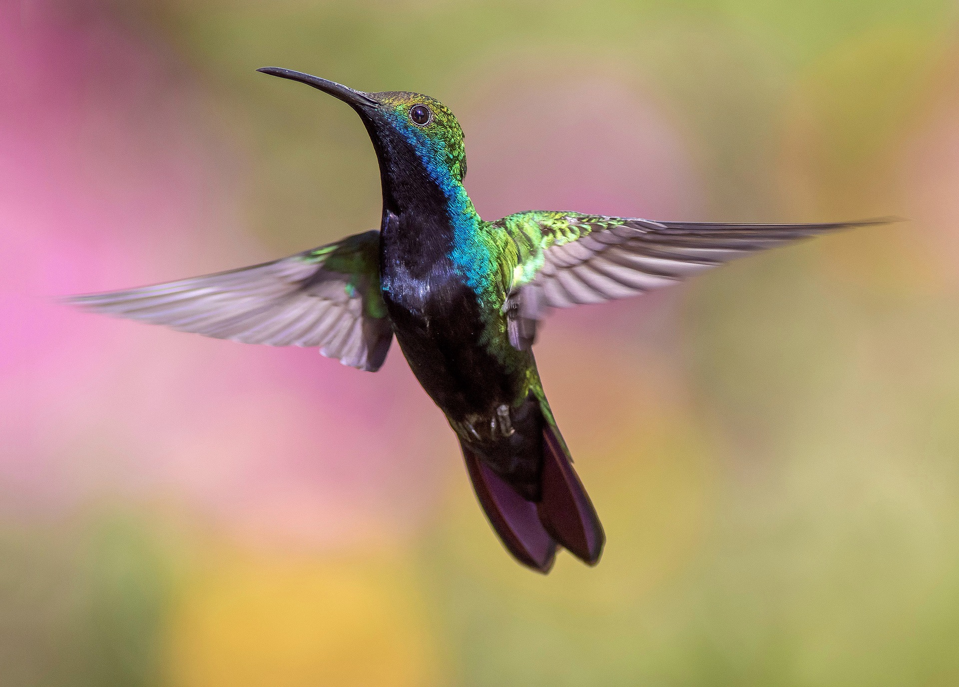 BeijaFlor, colibri ou guanambi designam o mesmo pássaro colorido