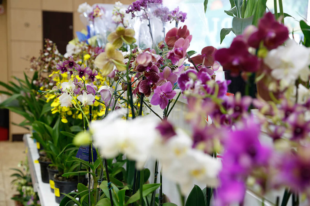 Floricultura é Um Substantivo - FDPLEARN