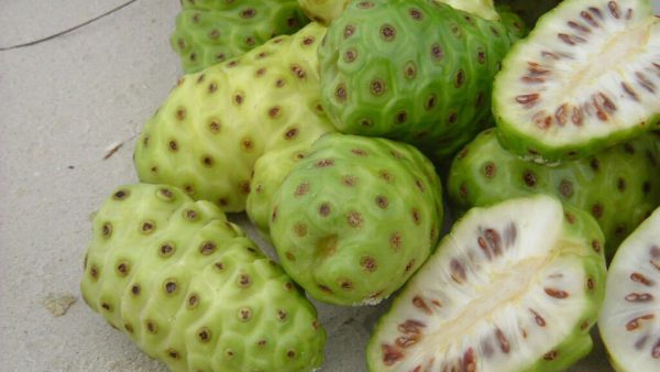 Noni é fruto bastante polêmico e exótico que é proibido no Brasil