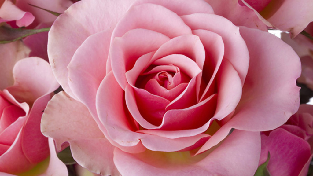 Rosa pode ser cultivada tanto no solo como em canteiros