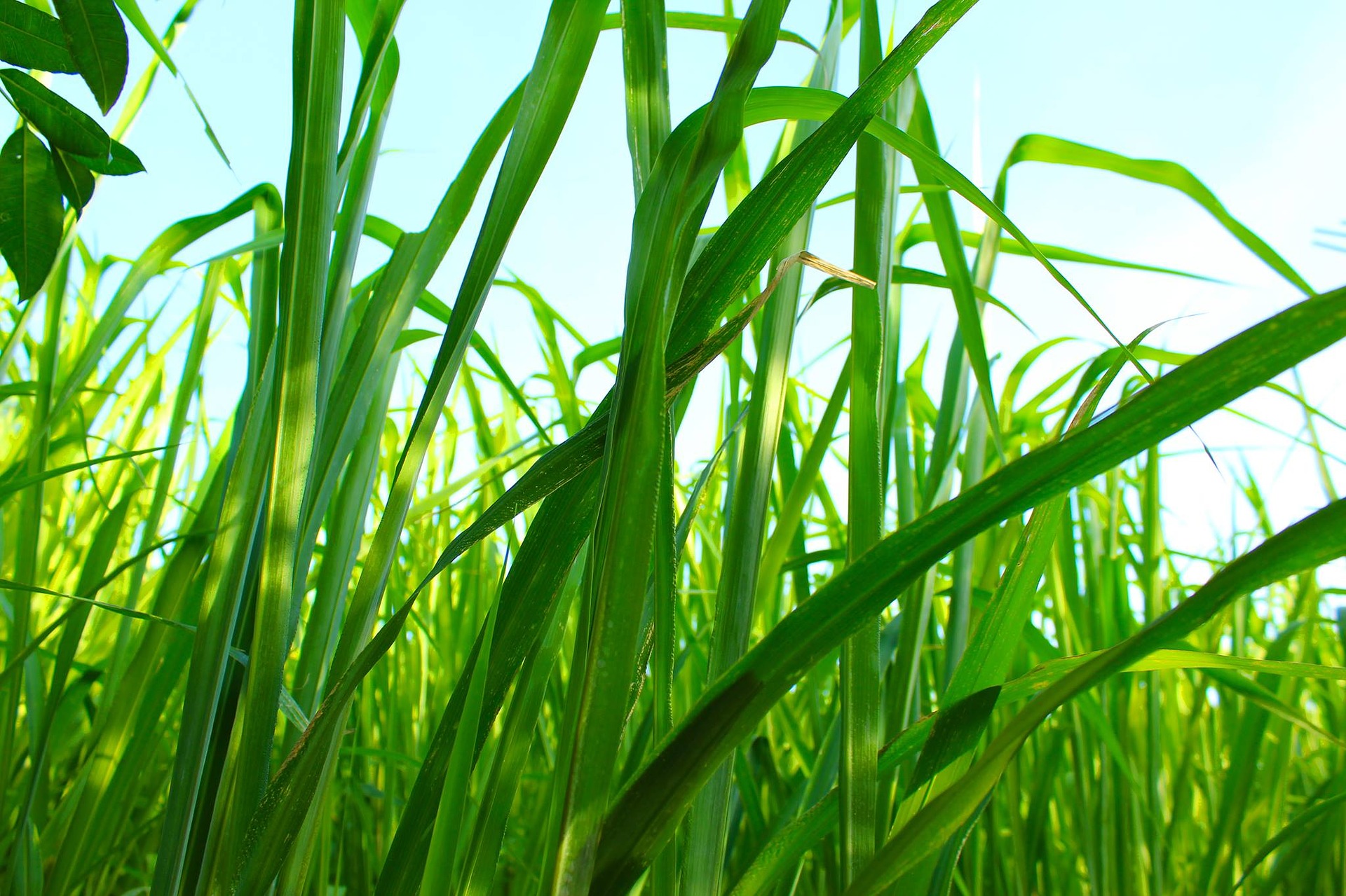 Brachiaria humidicola é resistente a seca e solos alagados