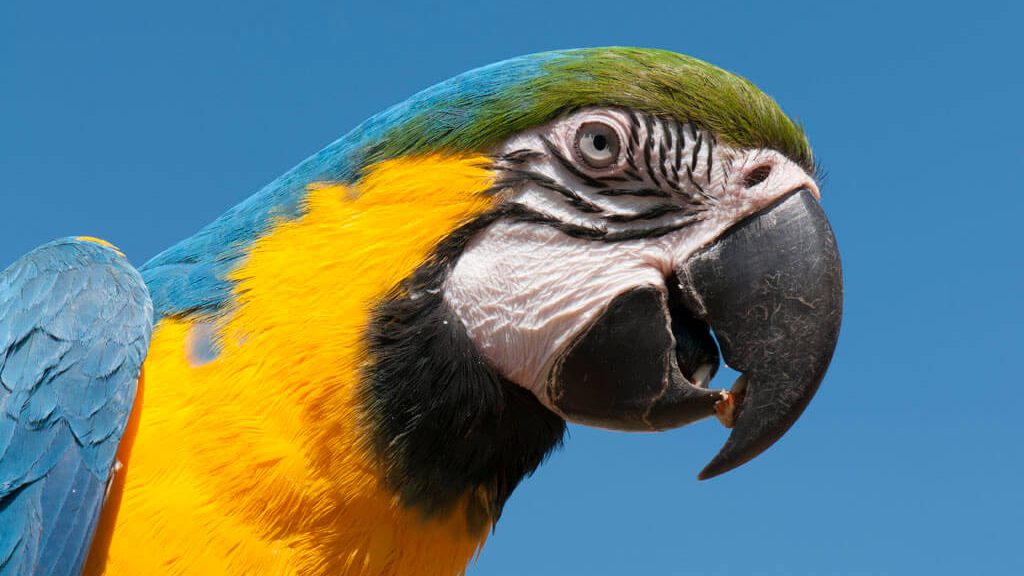 Arara canindé é uma espécie emblemática do cerrado brasileiro