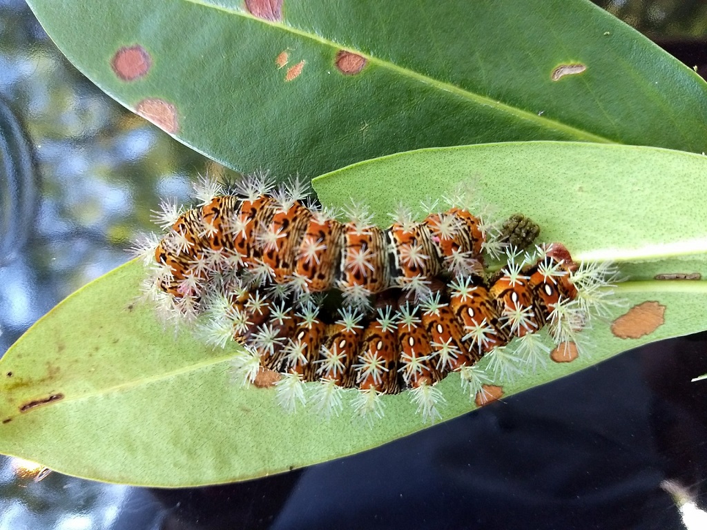 Taturana O Est gio Larval De Alguns Insetos Da Ordem Lepidoptera