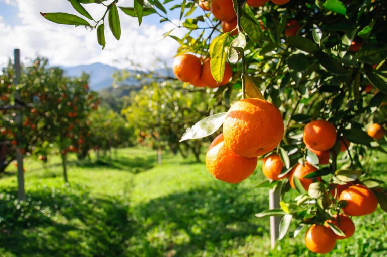 Pomar é o nome dado a um terreno de árvores frutíferas